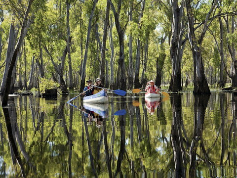 Murray River Canoe Trails - Accommodation Newcastle 0