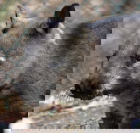 Peel Zoo - Accommodation Newcastle