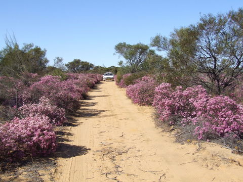 Reynoldson's Flora Reserve - Accommodation Newcastle 0