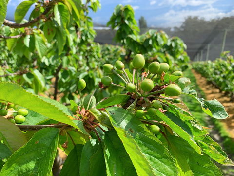 Tasmania Birchs Bay Cherries - Accommodation Newcastle 2