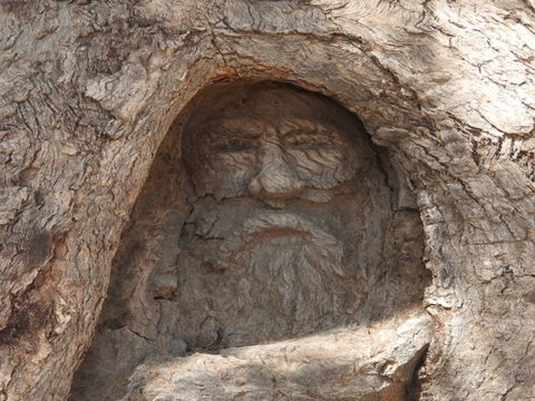 The Face Tree Near Burke And Wills Dig Tree - Accommodation Newcastle 0