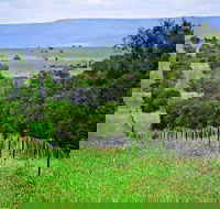 Wild Dog Barrier Fence - Accommodation Newcastle