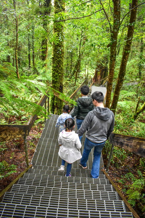 Yarra Ranges National Park - Accommodation Newcastle 0