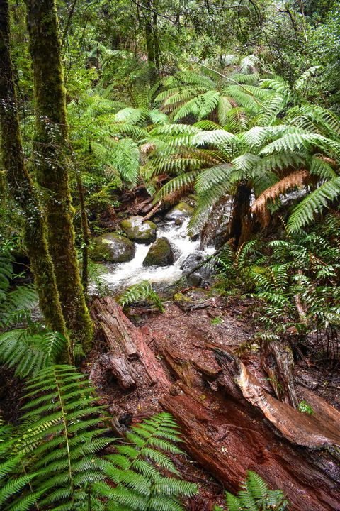 Yarra Ranges National Park - Accommodation Newcastle 2