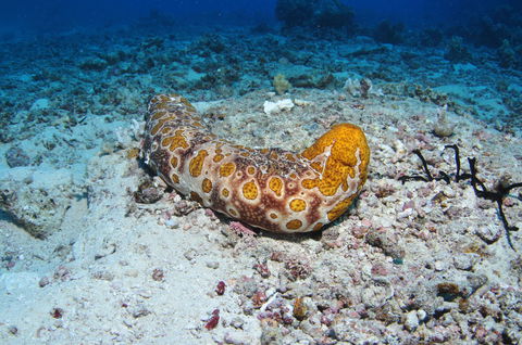 Two Towers Dive Site - Accommodation Newcastle 0