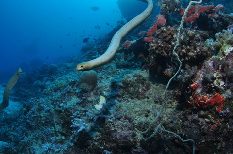 Two Towers Dive Site - Accommodation Newcastle 1