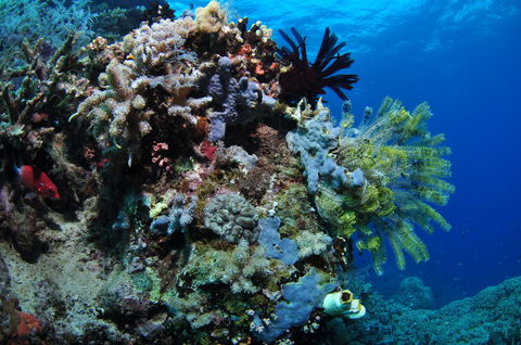 Two Towers Dive Site - Accommodation Newcastle 2
