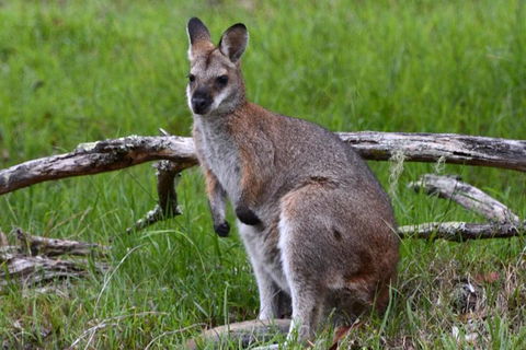 Ultimate Blue Mountains And Wildlife Tour - Accommodation Newcastle 2