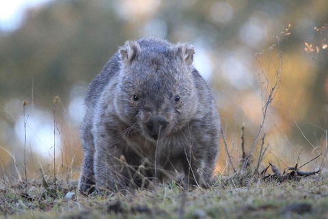 Ultimate Blue Mountains And Wildlife Tour - Accommodation Newcastle 3