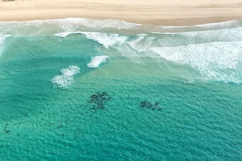Coastal Helicopter Shared Flight - 20 Minutes - Accommodation Newcastle 5