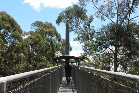 Illawarra Fly Treetop Adventures Admission Including Zipline Tour - Accommodation Newcastle 2