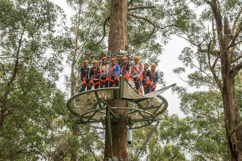 Illawarra Fly Treetop Adventures Admission Including Zipline Tour - Accommodation Newcastle 4