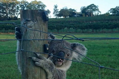 The Secret Vines Experience Port Macquarie - Accommodation Newcastle 1