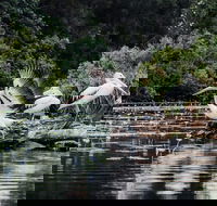 Everglades Eco Safari to Australia's Everglades - Accommodation Newcastle