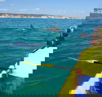 Kayak with Dolphins and 4WD Great Beach Drive Day Trip from Noosa - Accommodation Newcastle