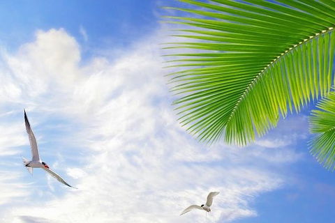 Airport Transfer - Mission Beach To Cairns Airport - Accommodation Newcastle 4