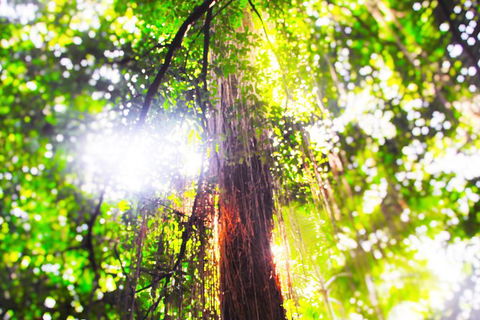 Airport Transfer - Mission Beach To Cairns Airport - Accommodation Newcastle 1