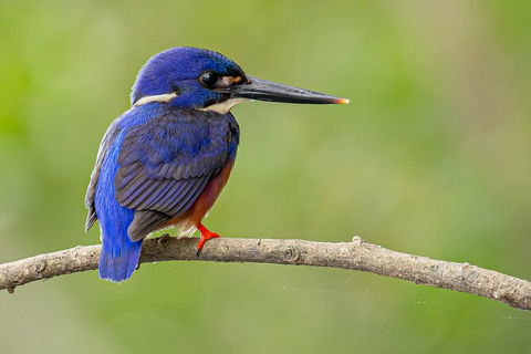 Daintree River Sunset Cruise - Accommodation Newcastle 7