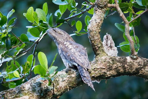 Daintree River Sunset Cruise - Accommodation Newcastle 4