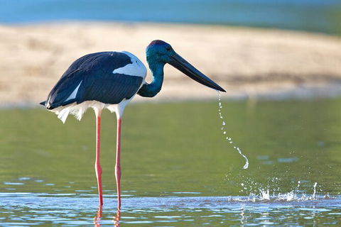 Daintree River Sunset Cruise - Accommodation Newcastle 8