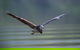 Daintree River Sunset Cruise - thumb 9