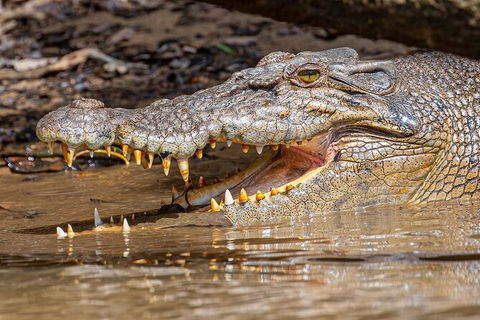 Daintree River Sunset Cruise - Accommodation Newcastle 6