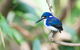 Daintree River Sunset Cruise - thumb 10