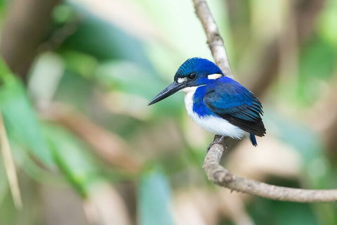 Daintree River Sunset Cruise - Accommodation Newcastle 10