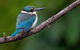 Daintree River Sunset Cruise - thumb 5