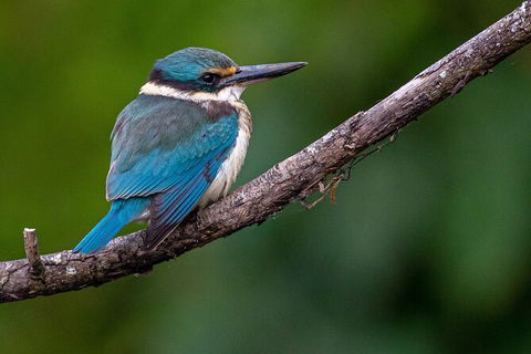 Daintree River Sunset Cruise - Accommodation Newcastle 5