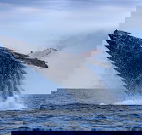 Whale Watching - Accommodation Newcastle