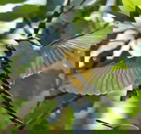 Birdwatching and Wildlife Noosa Biosphere Full-Day Experience - Accommodation Newcastle