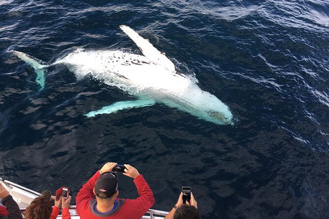 PRIVATE Whale Watching Tour - Up To 11 People In Your Group - Accommodation Newcastle 1