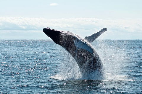 PRIVATE Whale Watching Tour - Up To 11 People In Your Group - Accommodation Newcastle 0