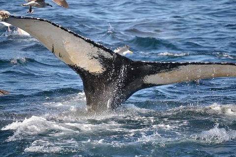 PRIVATE Whale Watching Tour - Up To 11 People In Your Group - Accommodation Newcastle 2