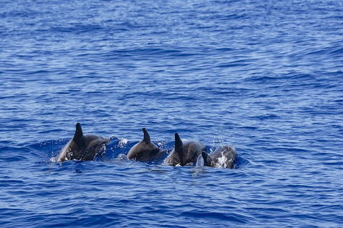 PRIVATE Whale Watching Tour - Up To 11 People In Your Group - Accommodation Newcastle 3
