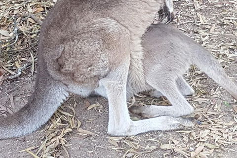 Shore Excursion: Coast, Caves And Wildlife Park - 8 Hour Tour - Accommodation Newcastle 19