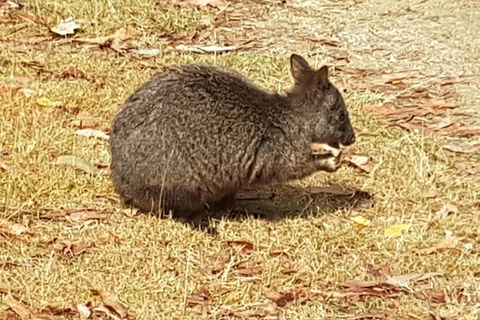 Shore Excursion: Coast, Caves And Wildlife Park - 8 Hour Tour - Accommodation Newcastle 3