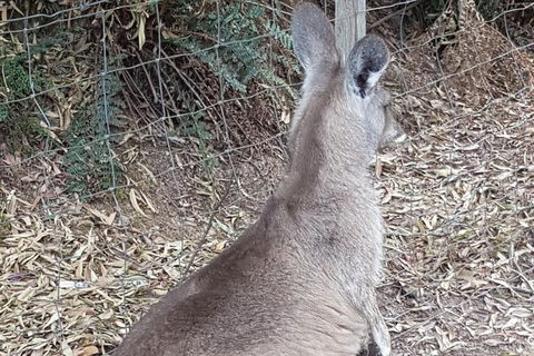 Shore Excursion: Coast, Caves And Wildlife Park - 8 Hour Tour - Accommodation Newcastle 9