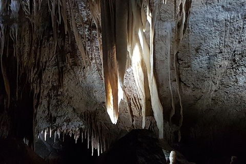 Shore Excursion: Coast, Caves And Wildlife Park - 8 Hour Tour - Accommodation Newcastle 7