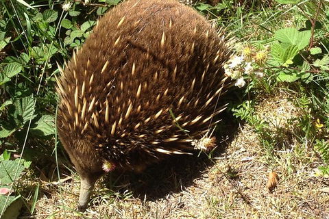 Shore Excursion: Coast, Caves And Wildlife Park - 8 Hour Tour - Accommodation Newcastle 18