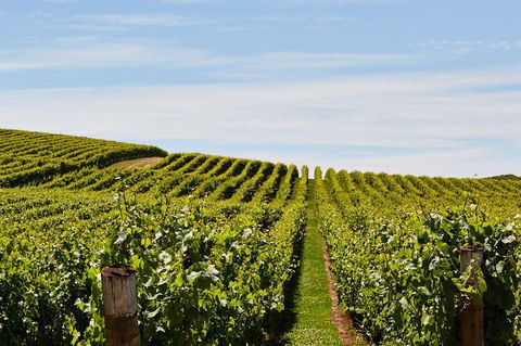 Launceston Wine & Sightseeing Tours - Accommodation Newcastle 3
