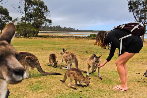 4-Day Fabulous Tasmania Tour: Wineglass Bay, Port Arthur, Devils & Bruny Island - Accommodation Newcastle 5