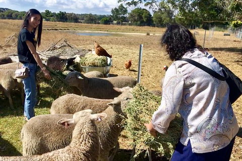 Feed The Animals At Heritage Farm - Accommodation Newcastle 3