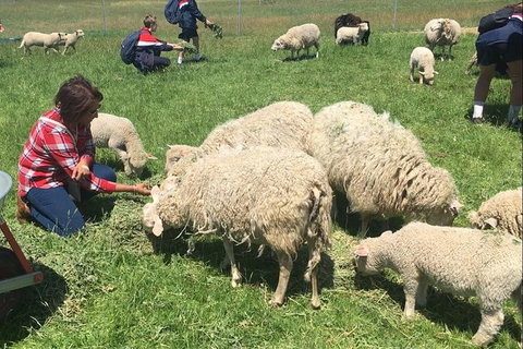 Feed The Animals At Heritage Farm - Accommodation Newcastle 5