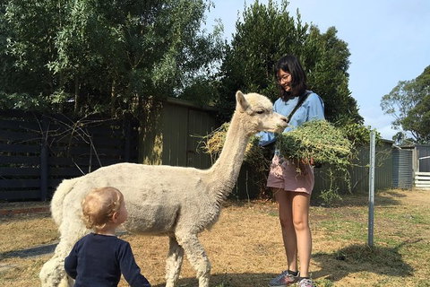 Feed The Animals At Heritage Farm - Accommodation Newcastle 2