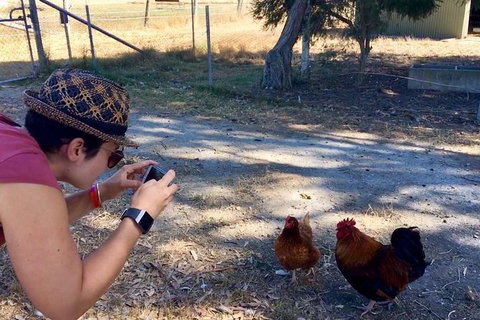 Feed The Animals At Heritage Farm - Accommodation Newcastle 1