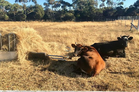 Feed The Animals At Heritage Farm - Accommodation Newcastle 7