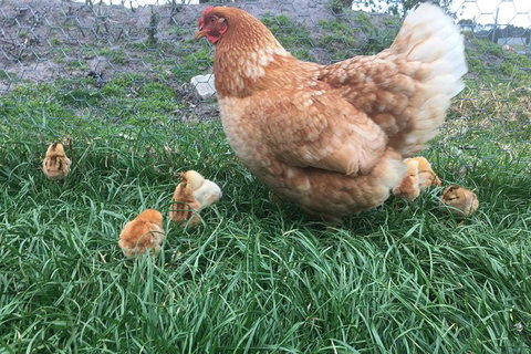 Feed The Animals At Heritage Farm - Accommodation Newcastle 6