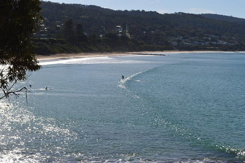 PRIVATE Great Ocean Road Tour And 12 Apostles With Wildlife Spotting - Accommodation Newcastle 6